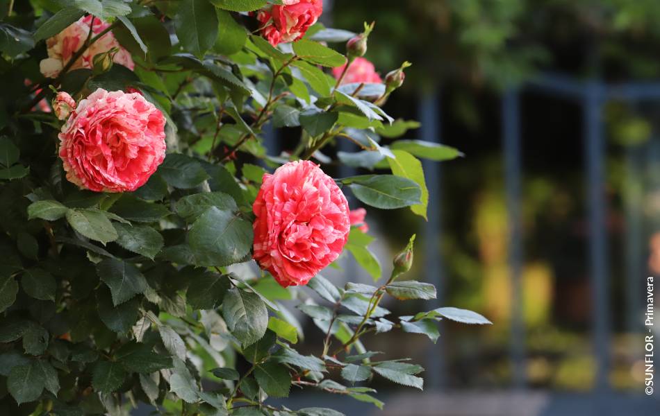 ©SUNFLOR - Primavera